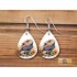 Earring - Bearded Dragon